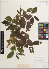Foto von Salix myrsinifolia Salisb.